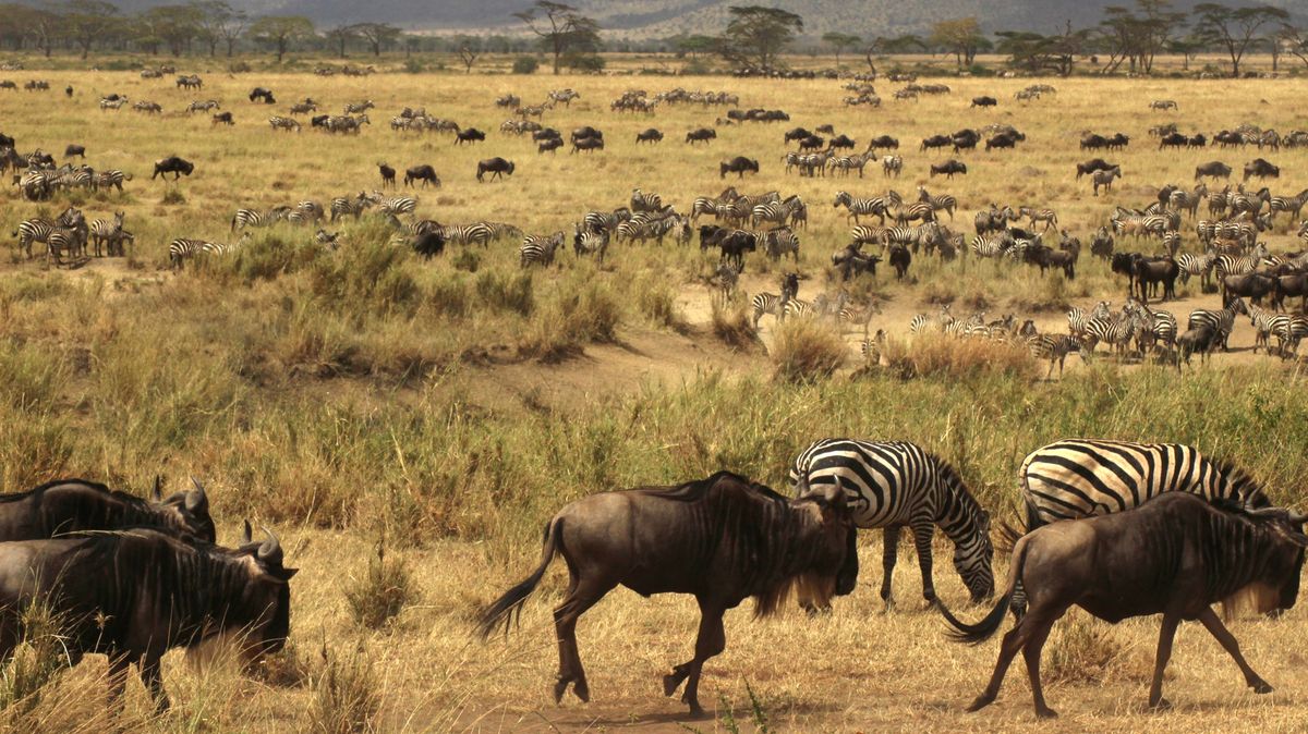Masai Mara nejsou jen každoroční krvavá jatka. Přehlídka místních zvířat je zážitek na celý život